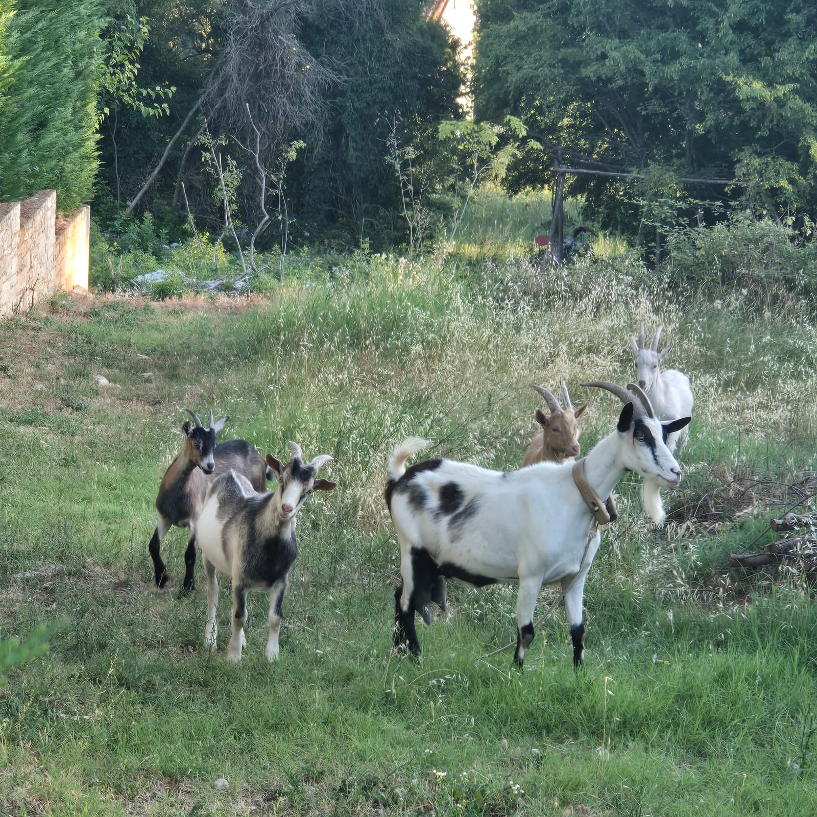 A herd of goats passing by Villa Babudri in the Istrian countryside near Višnjan